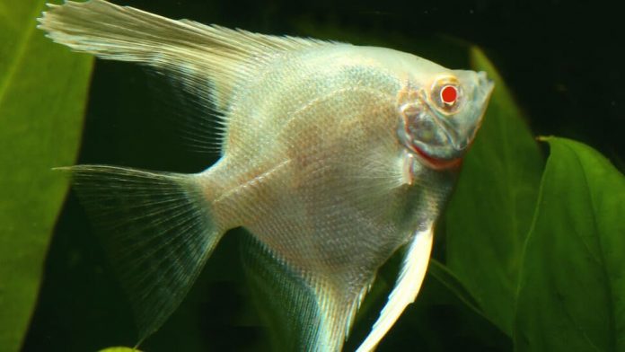 Albino Red Eye Angelfish (Pterophyllum Scalare)