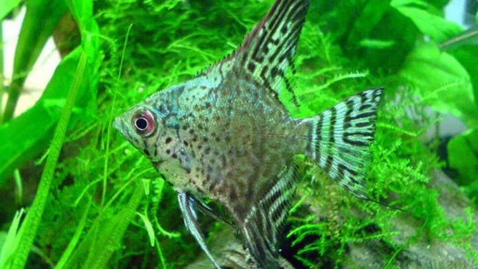 Blue Leopard Angelfish Pterophyllum Scalare