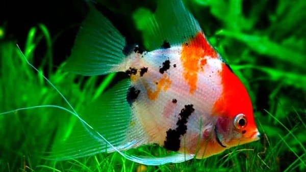 Koi Angelfish Pterophyllum Scalare