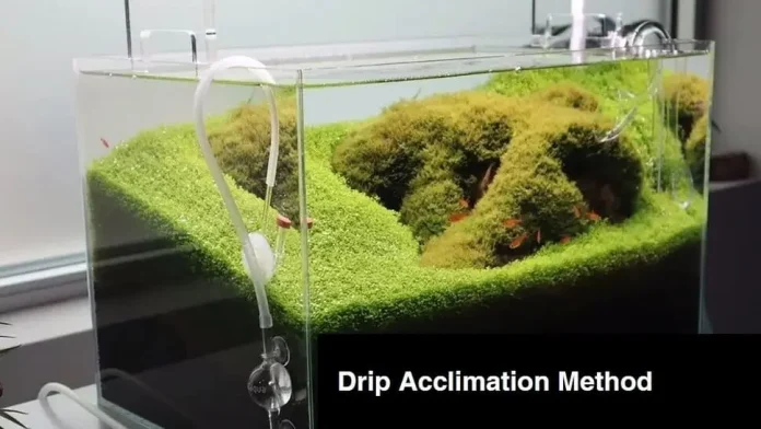 Acclimating New Fish - Drip acclimation