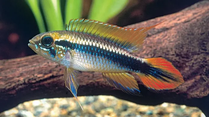Agassiz's Dwarf Cichlid (Apistogramma Agassizii)
