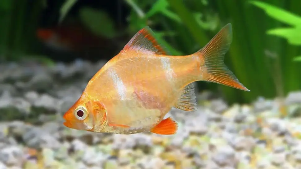 Albino Tiger Barb (Puntigrus Tetrazona)