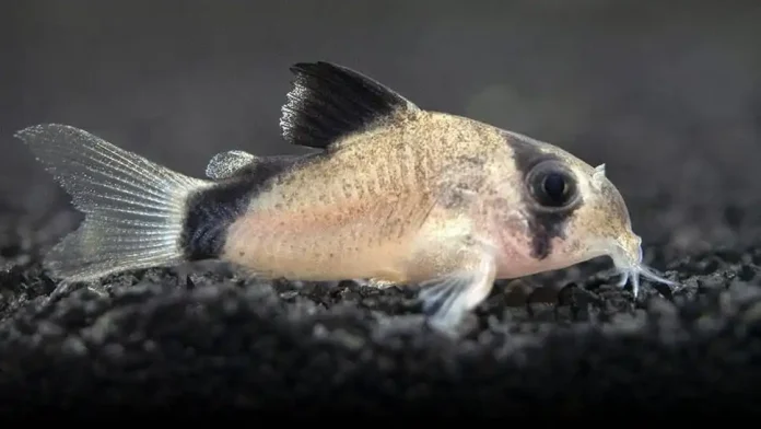 Bandit Corydoras (Corydoras Metae)