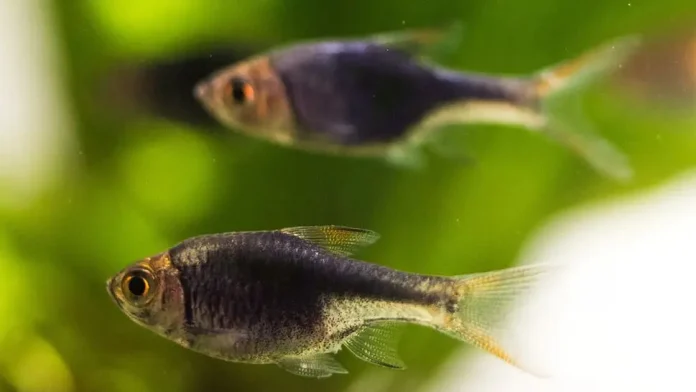 Black harlequin rasbora (Trigonostigma Heteromorpha)