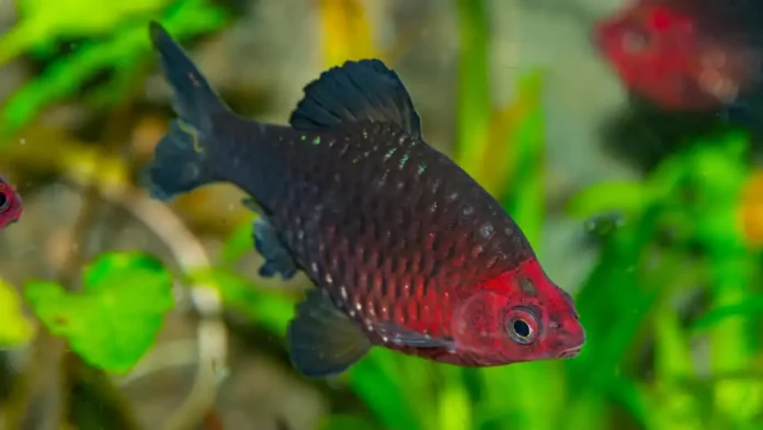 Black Ruby Barb (Pethia Nigrofasciata)