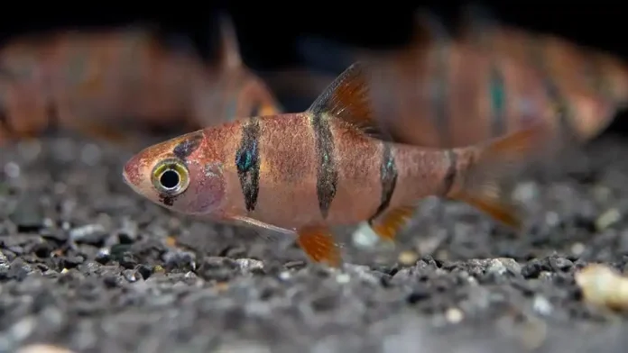 Five-Banded Barb (Desmopuntius Pentazona)