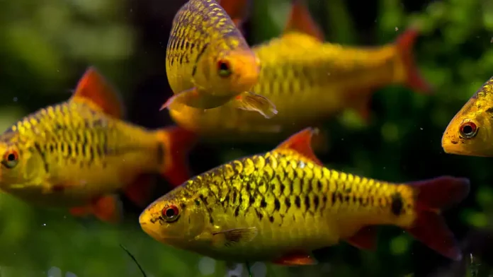 Gold Barb (Barbodes Semifasciolatus)
