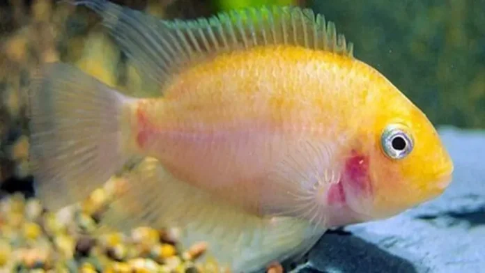 Gold convict cichlid (Amatitlania Nigrofasciata)