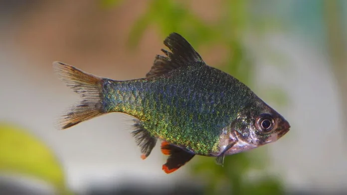 Green Tiger Barb (Puntigrus Tetrazona)