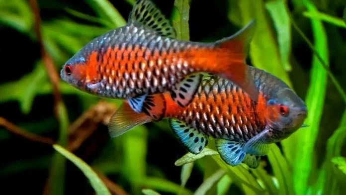 Odessa Barb (Pethia Padamya)