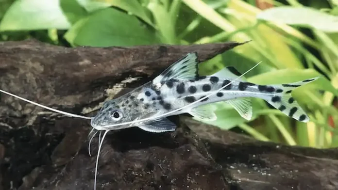 Pictus Catfish (Pimelodus Pictus)