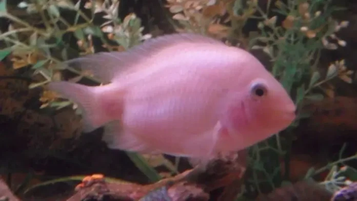 Pink Convict Cichlid (Amatitlania Nigrofasciata)