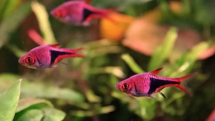 Purple harlequin rasbora (Trigonostigma Heteromorpha)