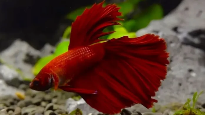 Red Siamese Fighting Fish (Betta Splendens)