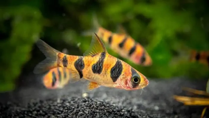 Snakeskin Rhombo Barb (Desmopuntius Rhoomoocellatus)