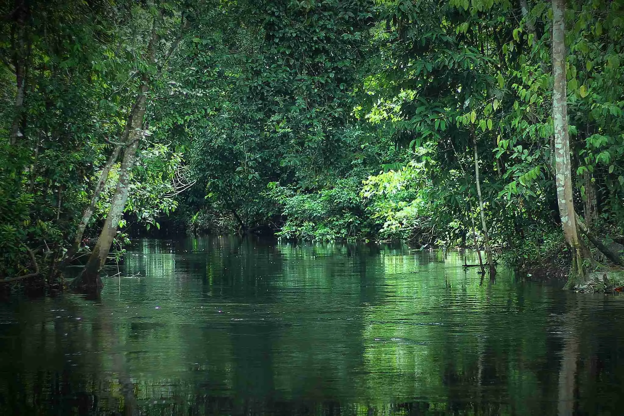 Southeast Asian blackwater forest stream with submerged roots and tannin-stained water