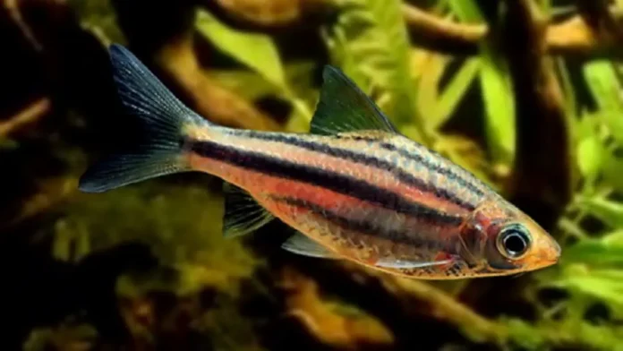 Striped Barb (Desmopuntius Johorensis)