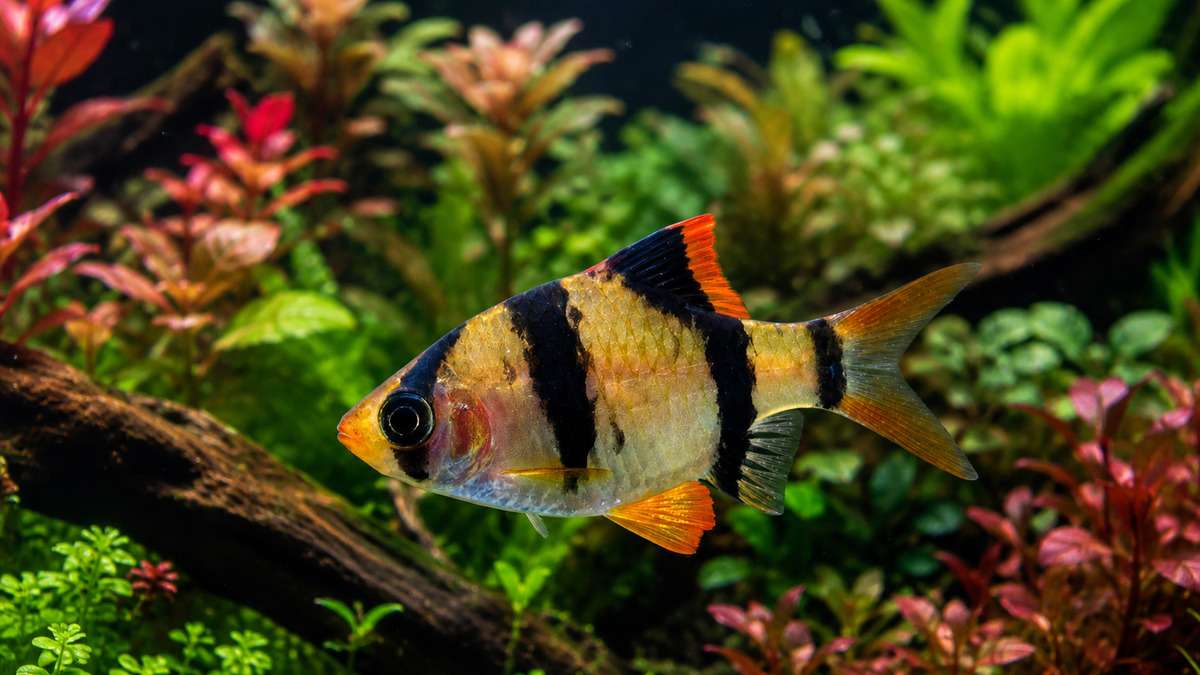 Solo tiger Barb swimming in a planted aquarium