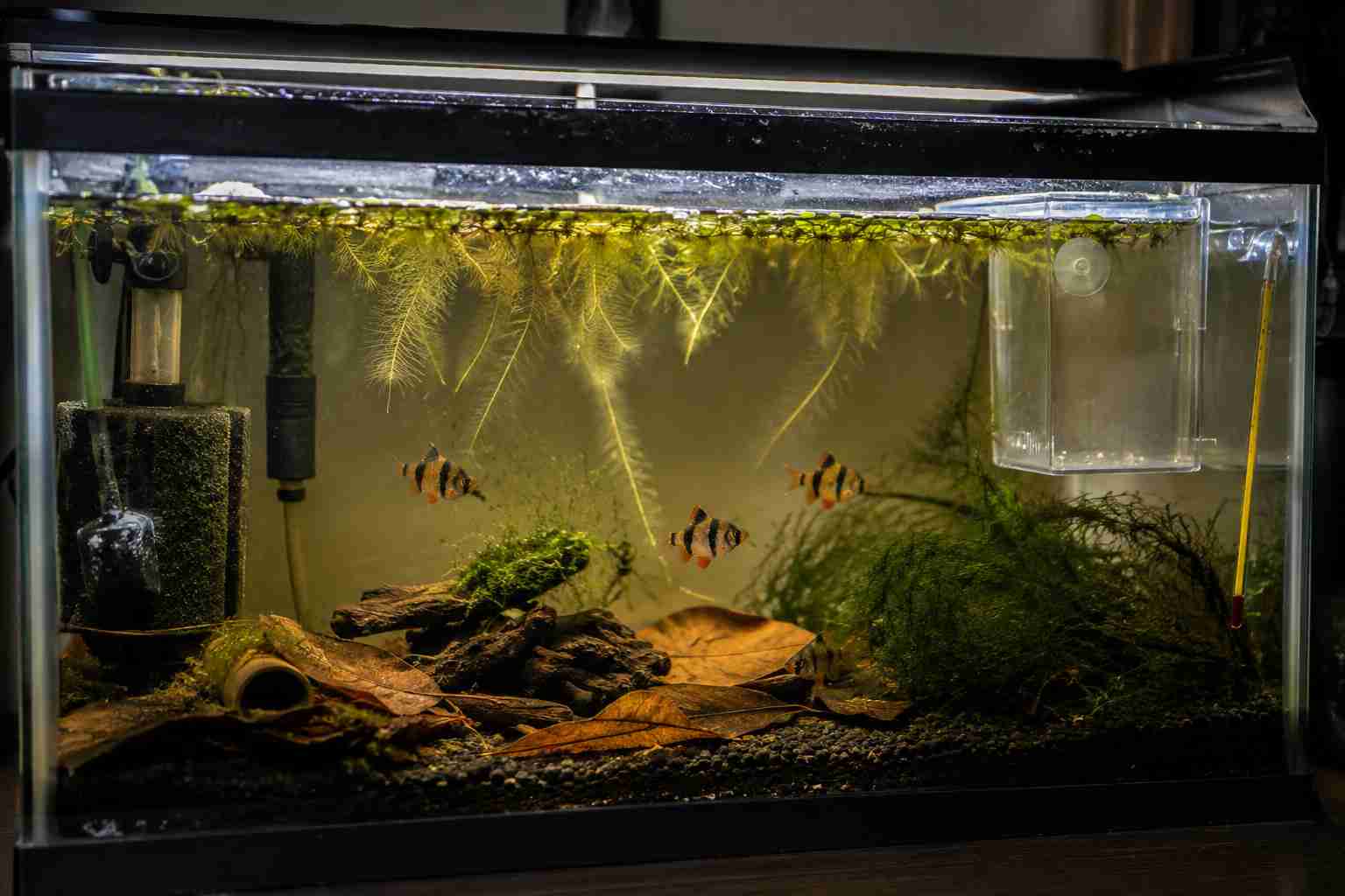 Tiger barb pair in spawning tank