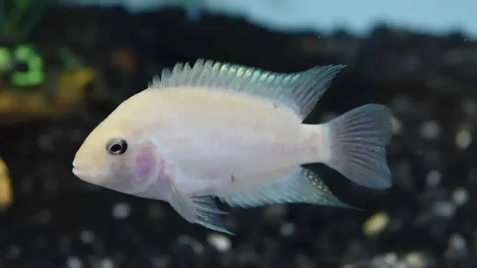 White Convict Cichlid (Amatitlania Nigrofasciata)