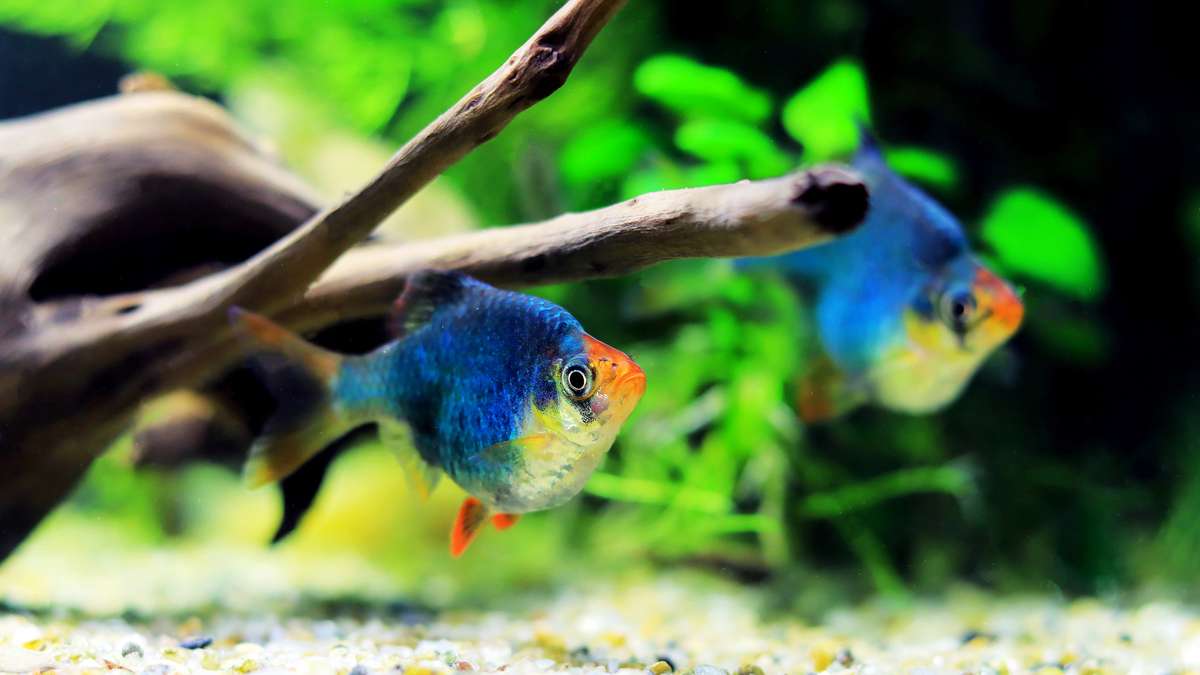 Two green tiger barbs swimming along the bottom of the water column