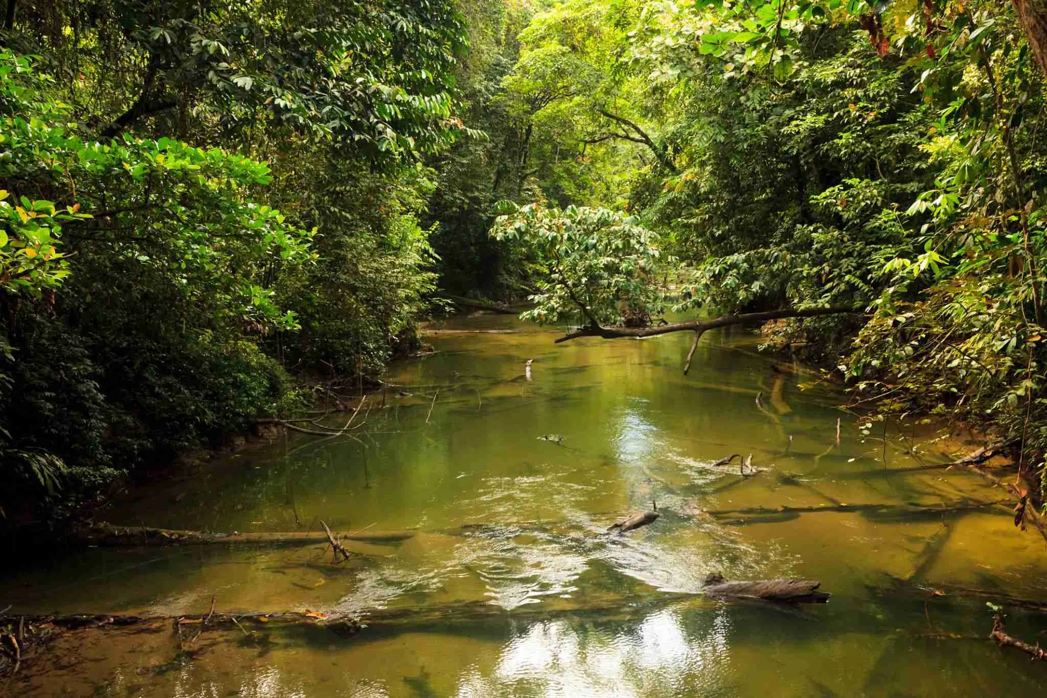 rainforest stream near Jambi, Sumatra, Indonesia