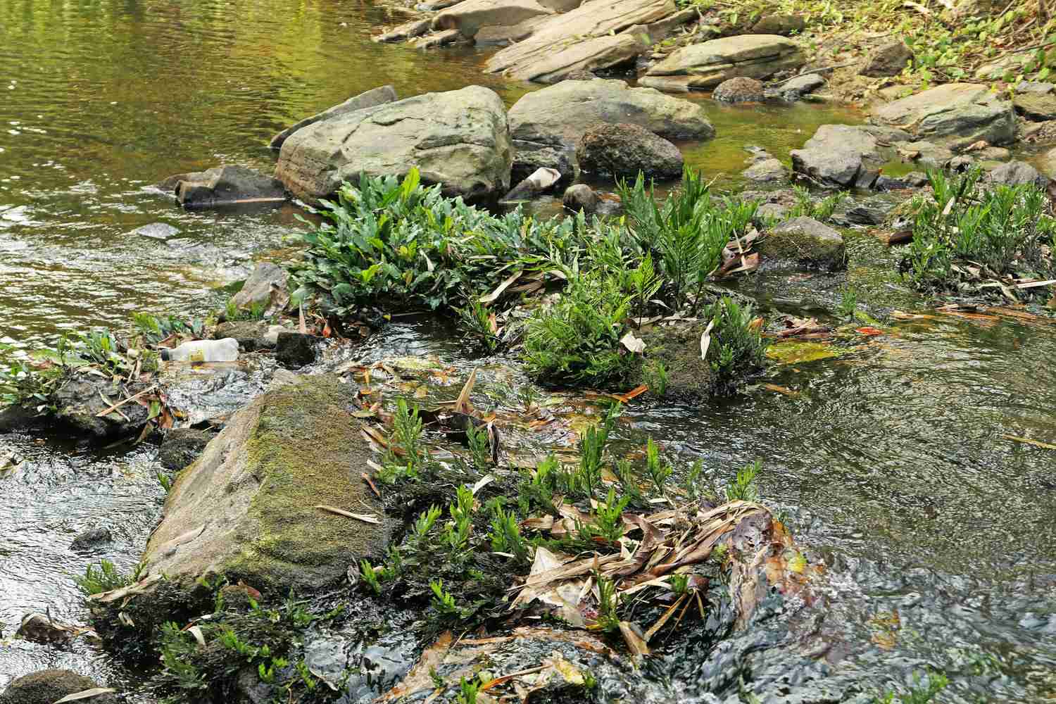 Anubias Barteri (Anubias barteri var. barteri) Plants