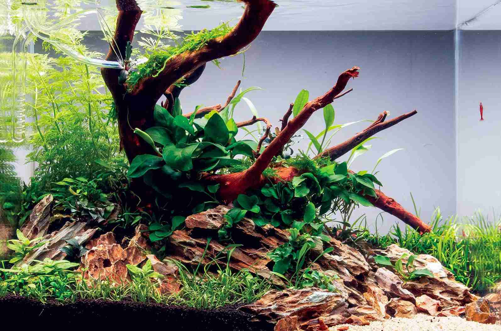 Anubias Barteri (Anubias barteri var. barteri) aquascape placement image