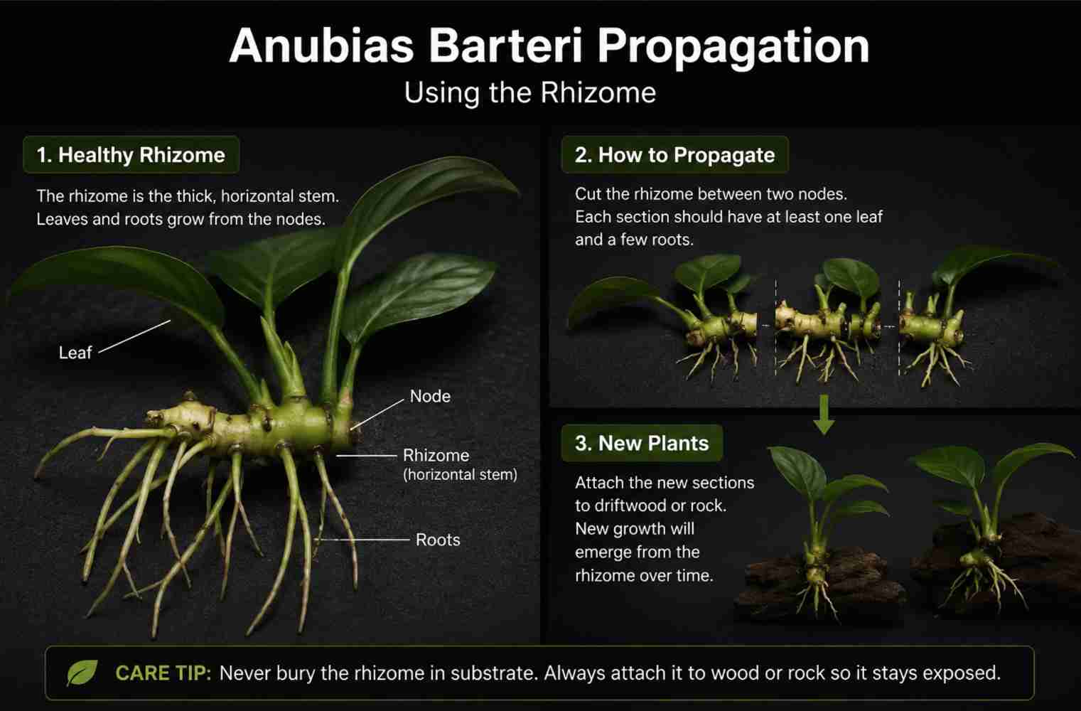 Anubias Barteri propagation using the rhizome diagram
