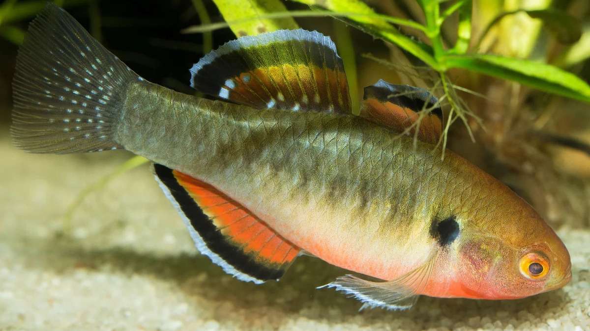 Empire gudgeon feeding on small foods at the bottom of a freshwater aquarium