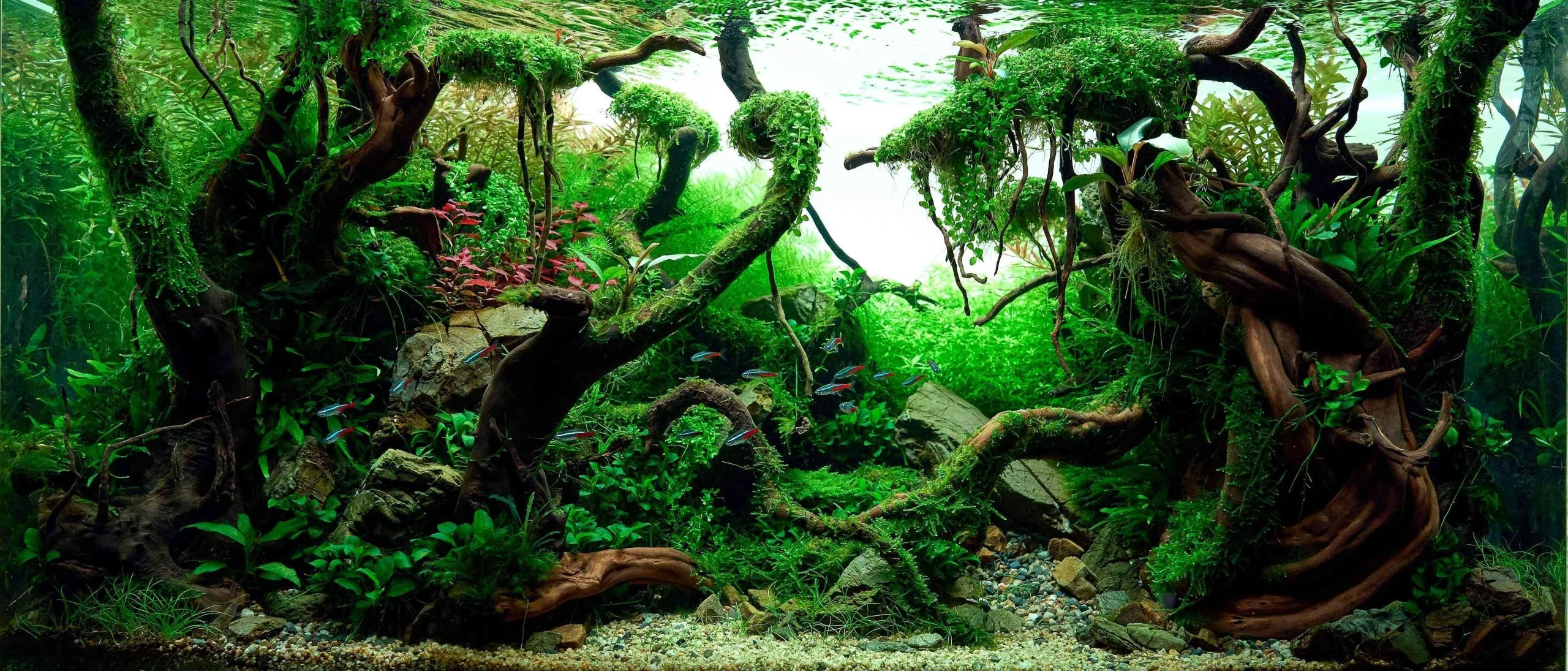 ForAquarium planted aquarium image ForAquarium planted aquarium image