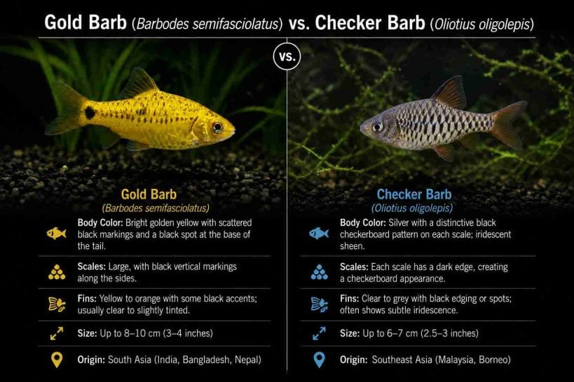 Gold barb vs checker barb
