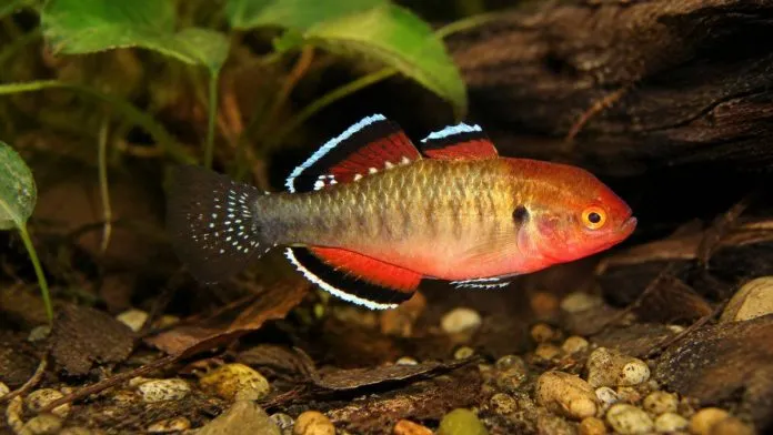 Male empire gudgeon (Hypseleotris compressa) in a naturalistic freshwater aquarium