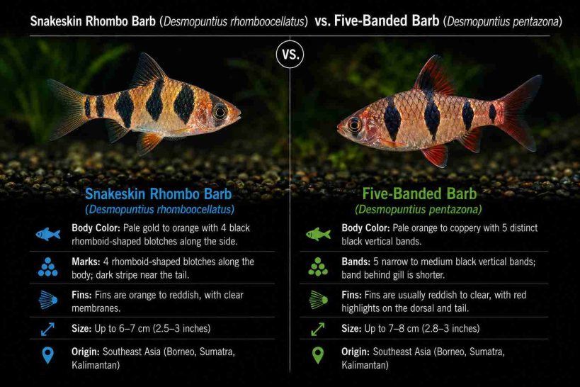 Snakeskin Rhombo Barb vs Five-Banded Barb