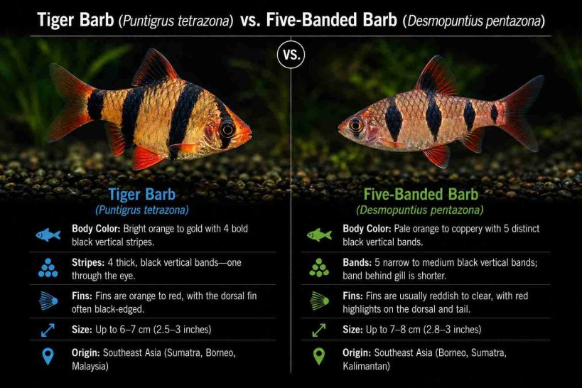 Tiger Barb vs. Five-Banded Barb