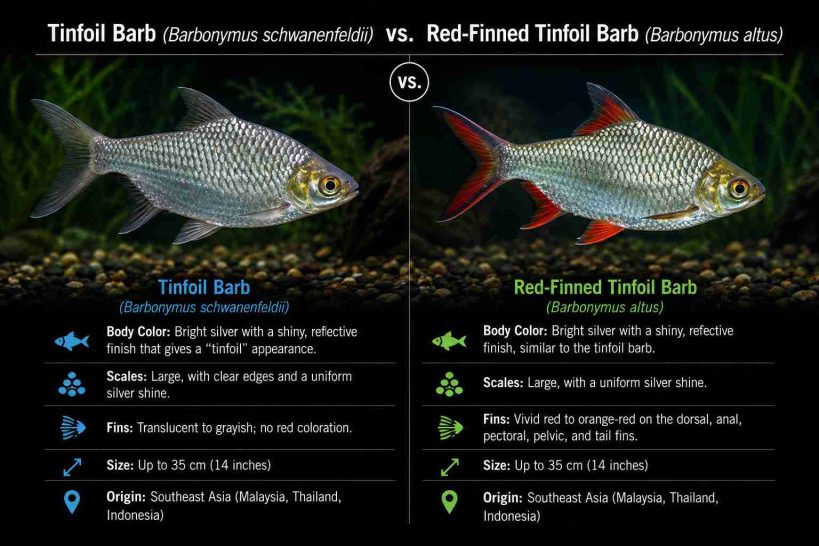 Tinfoil barb vs Red Finned Tinfoil Barb_11zon