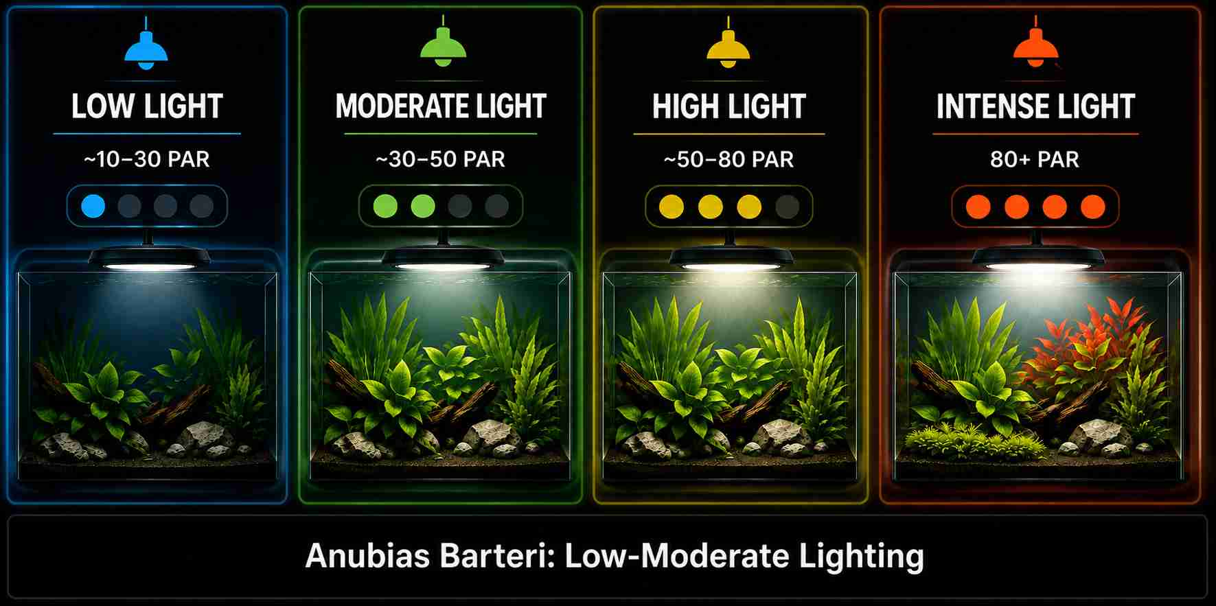 Anubias barteri lighting requirements showing low, moderate, high and intense aquarium light levels.