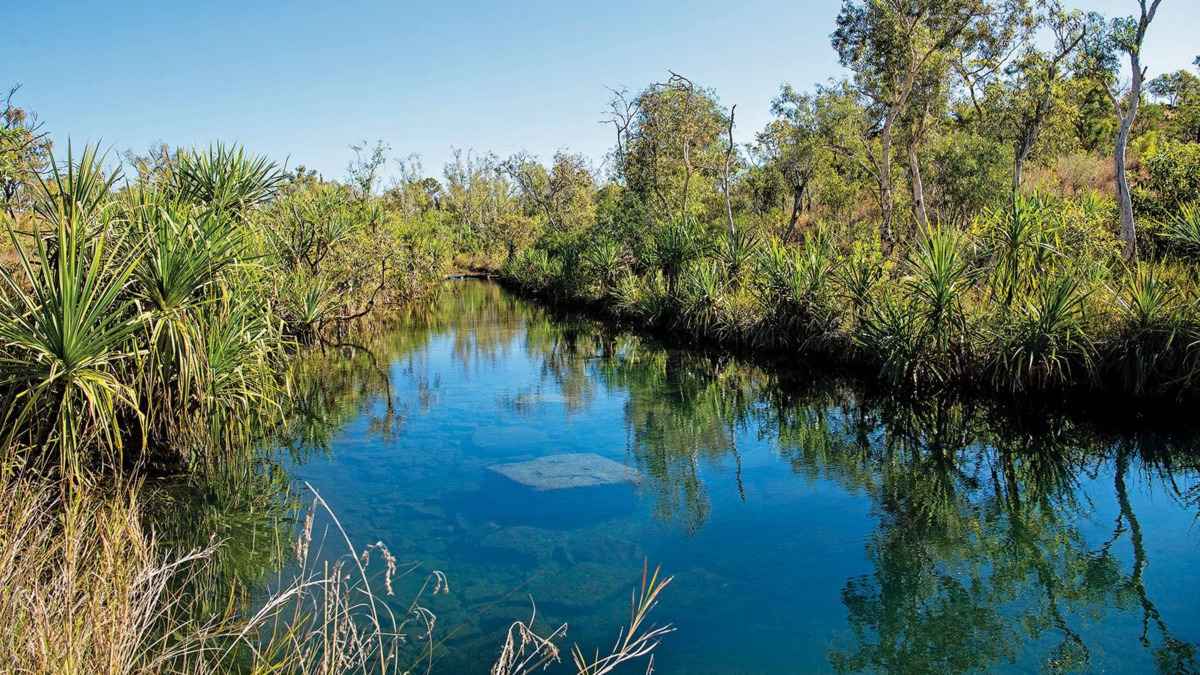 Vegetation-lined Australian stream representing the natural habitat of empire gudgeons