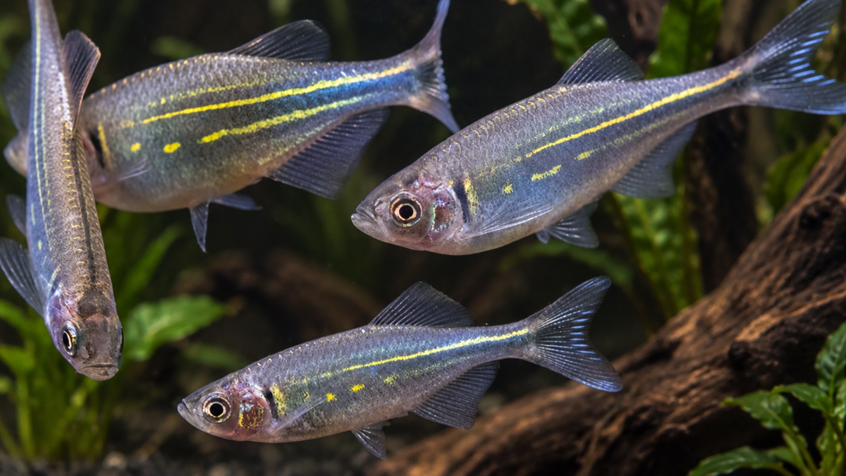 Giant danios schooling together in planted aquarium