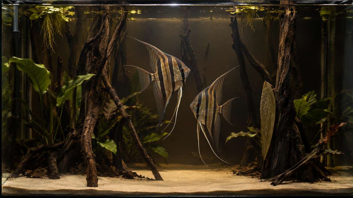 Altum Angelfish (Pterophyllum altum) Breeding & Spawning Tank