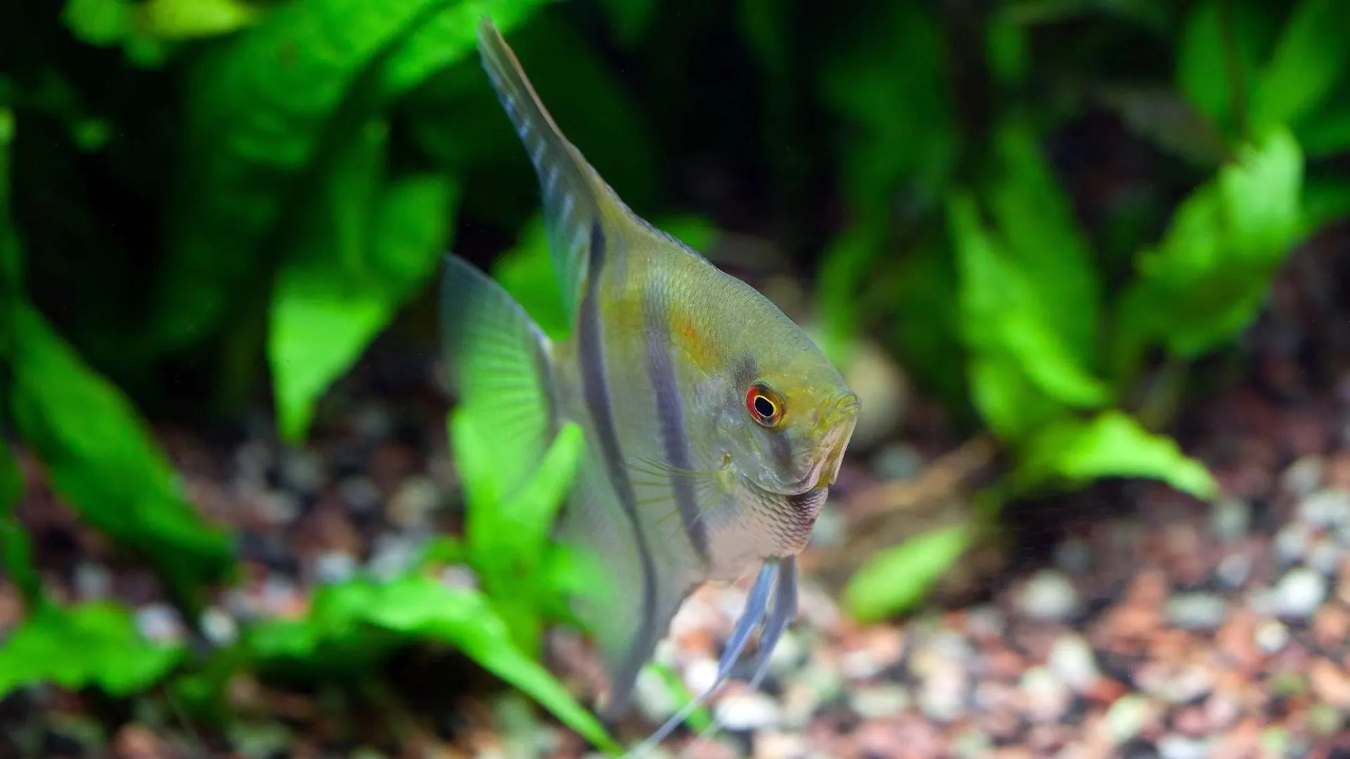 Altum angelfish swimming near the bottom of the tank