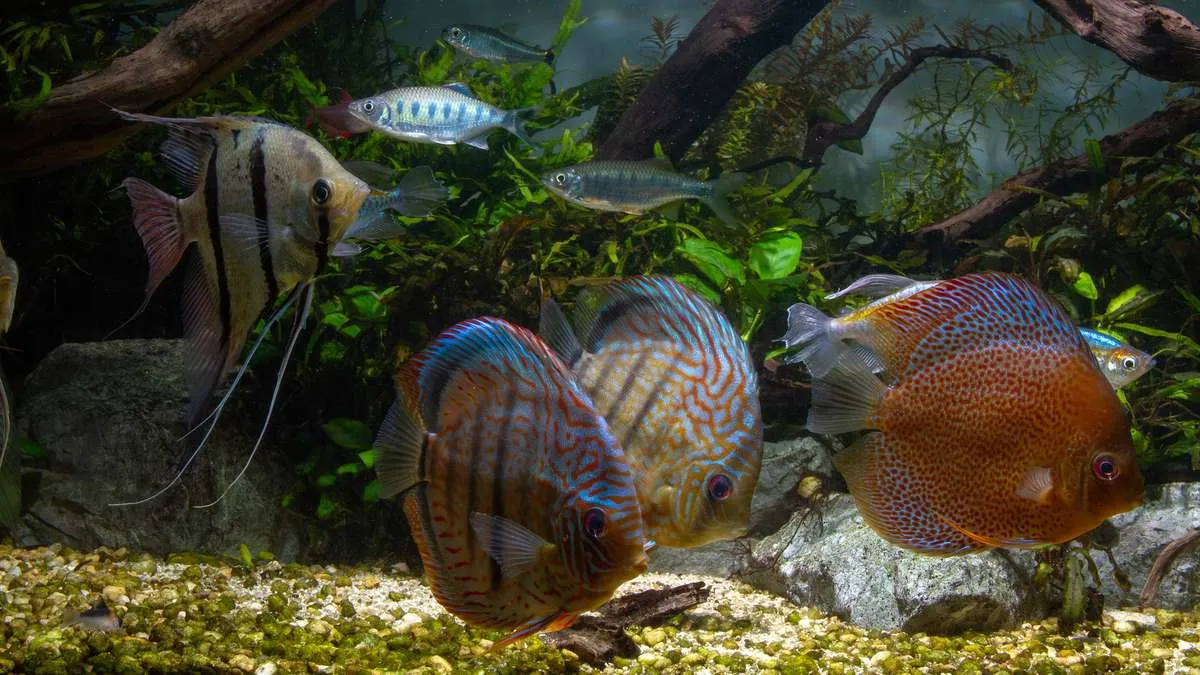 Altum angelfish housed with discus fish in large planted aquarium