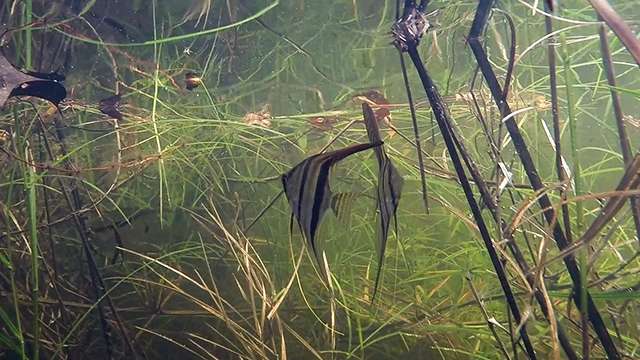 Wild population of altum angelfish in their natural habitat located in Brazil's Rio Negro