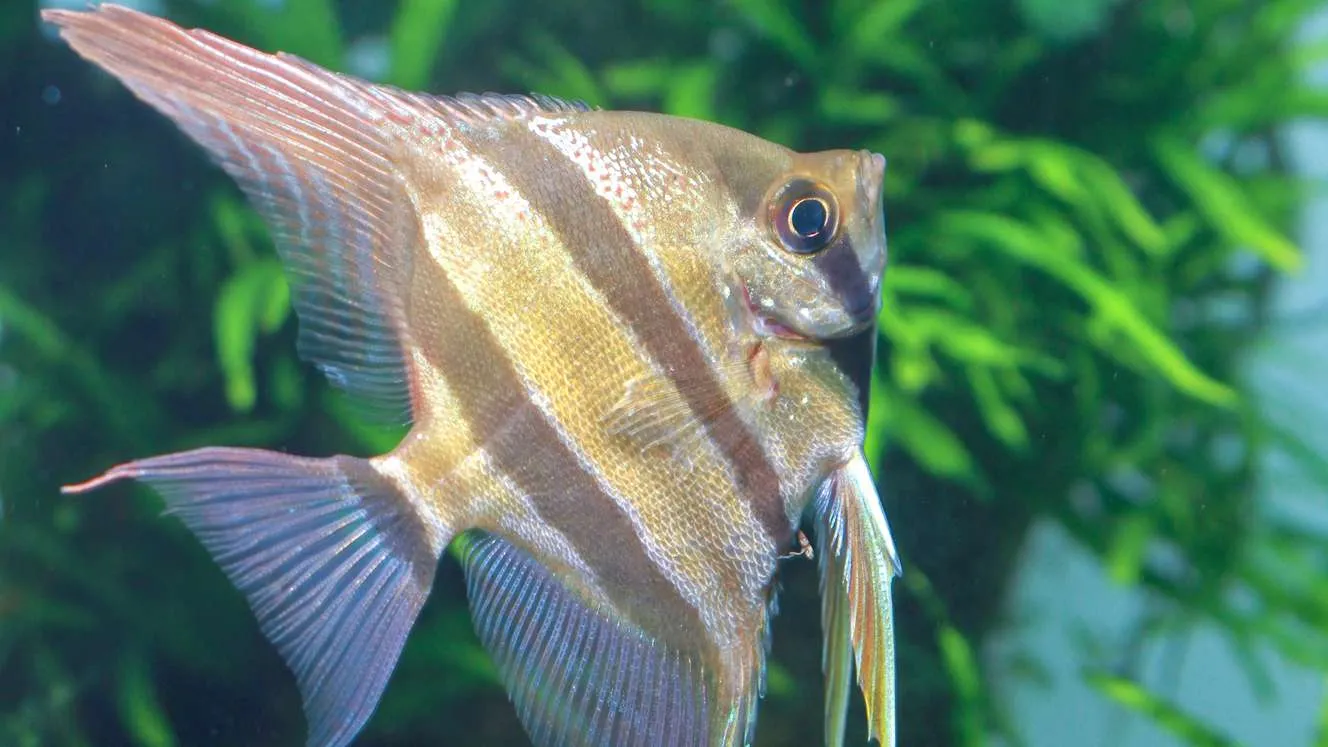 Altum angelfish swimming by a plant