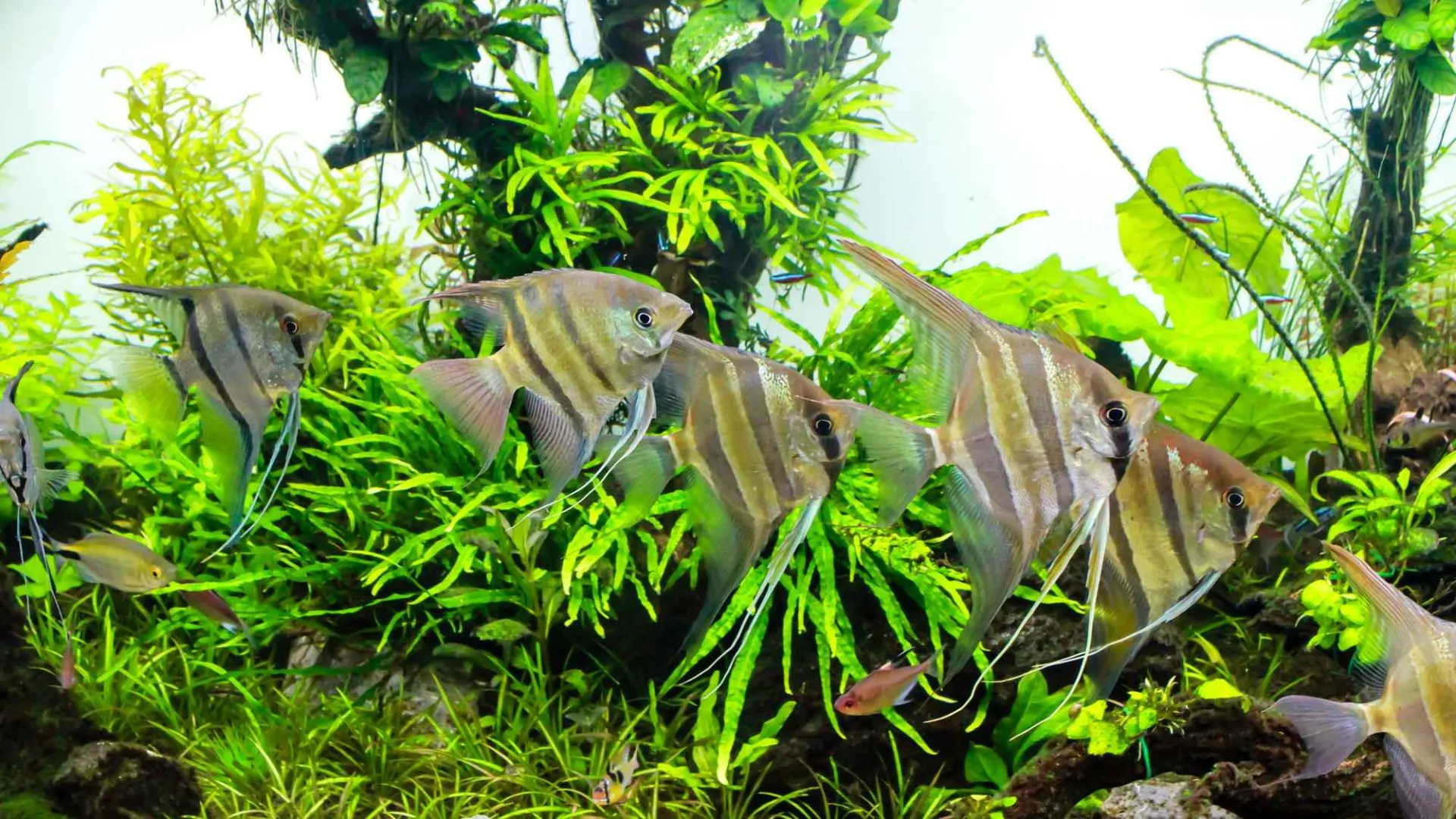 School of altum angelfish swimming in a large planted aquarium