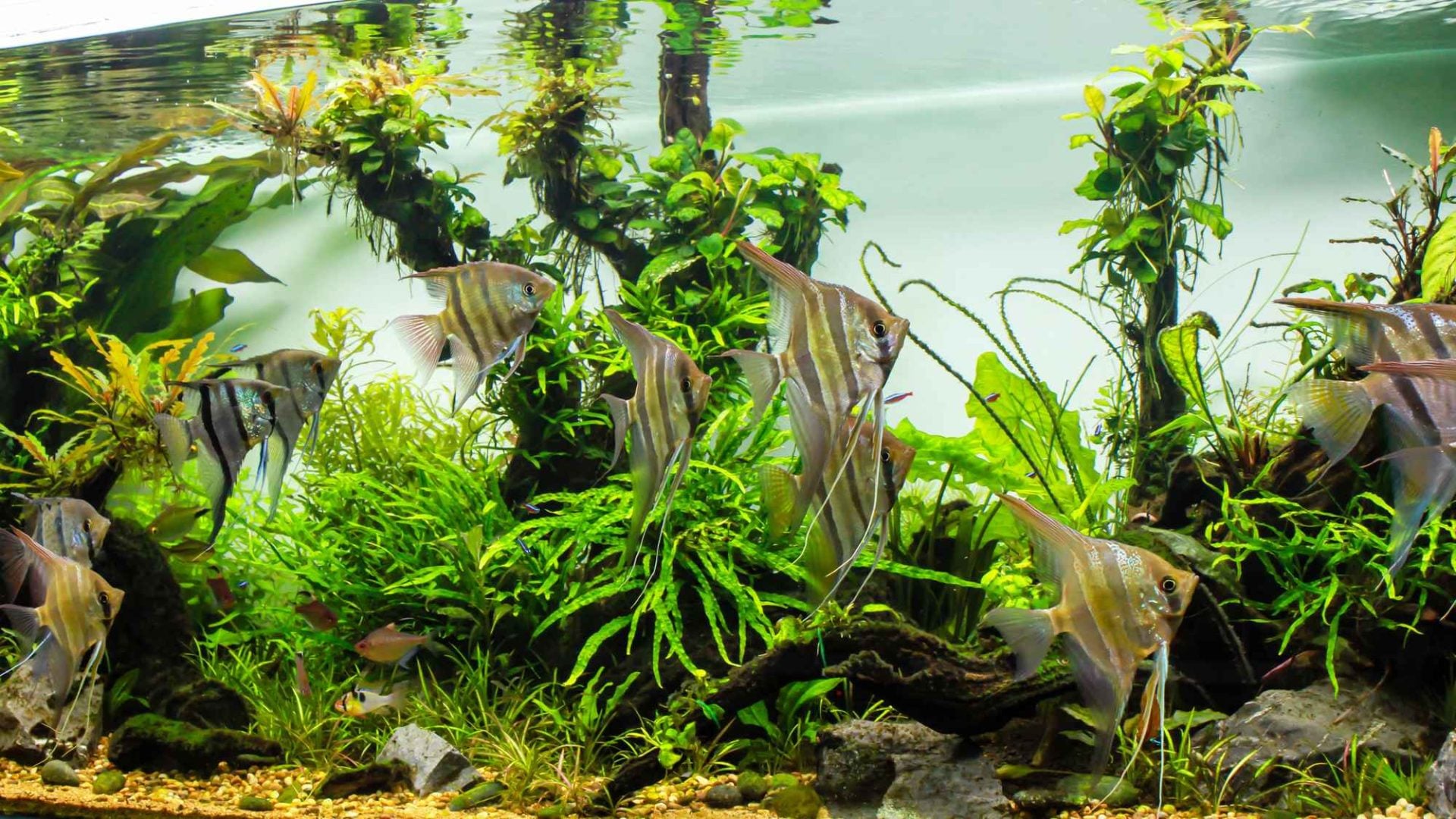 Large school of altum angelfish with leopoldi and scalare tank mates
