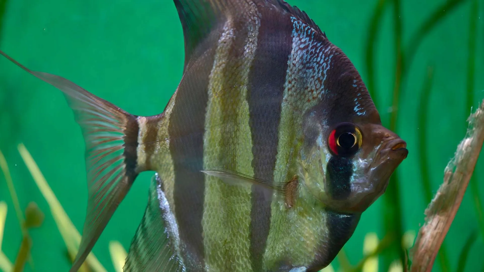 Close up view of an altum angelfish