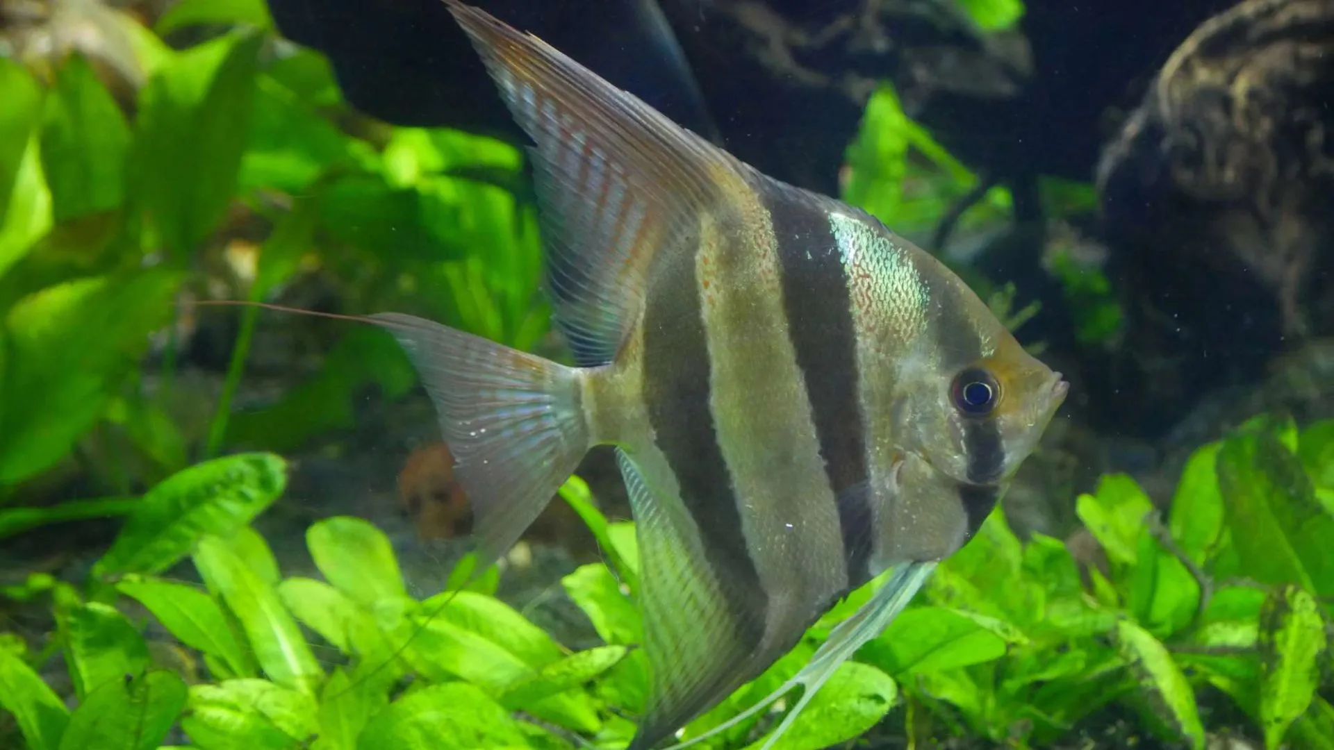 Altum angelfish swimming by plants in an aquarium