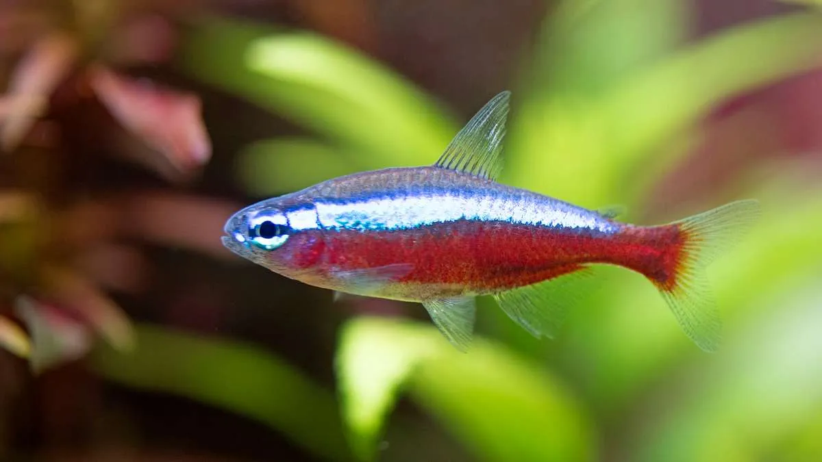 Beautiful cardinal tetra close up shot with a plant in the background