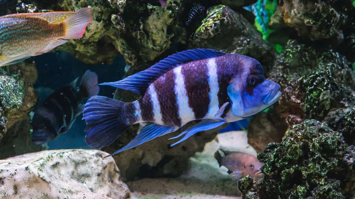 Frontosa cichlid displaying blue coloration in a planted aquarium